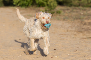 Hund im Abendlicht in der Sandkuhle