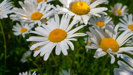 Chamomiles in the summer field close-up