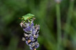 odorek zieleniak larwa (Palomea prasina) tarczówkowate