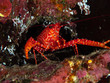 Unterwasserwelt von Christmas Island