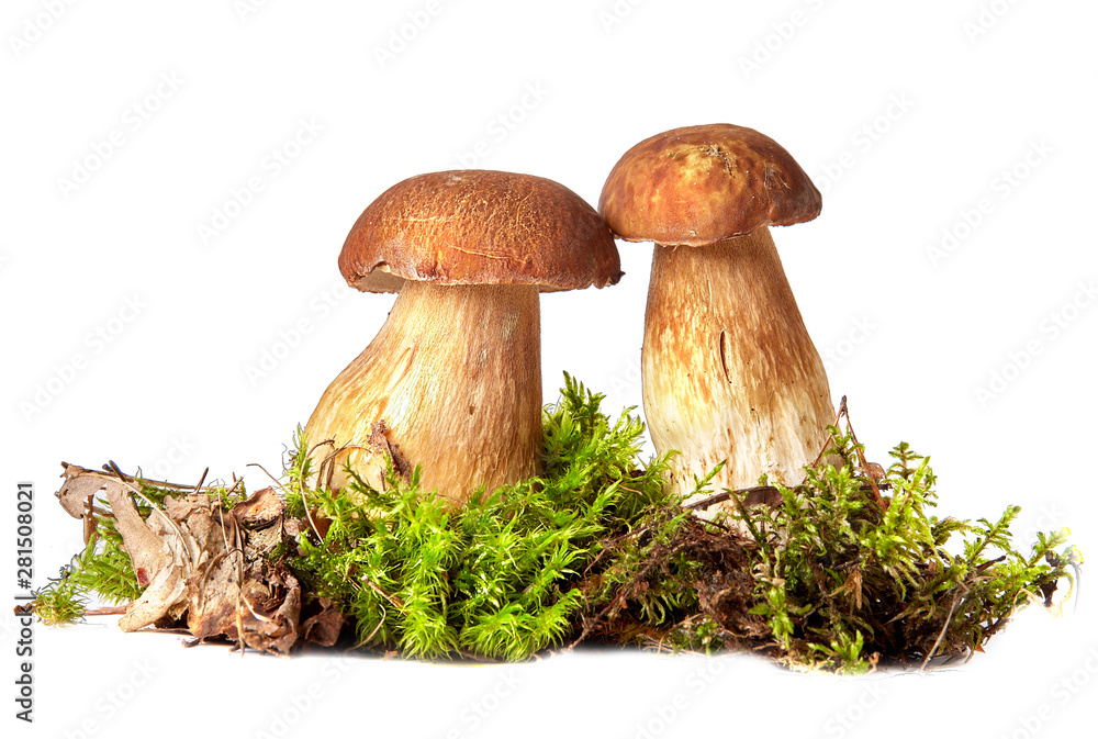 Boletus. Mushrooms and moss. Boletus on a white background. - obrazy, fototapety, plakaty 