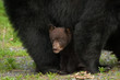 Baby black bear hides under it's mother bear as it looks at the camera feeling safe.