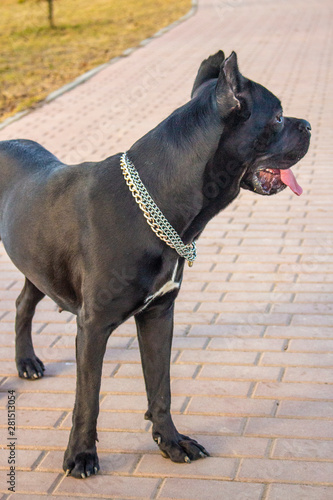 Large Black Dog With Short Hair For A Walk Buy This Stock Photo