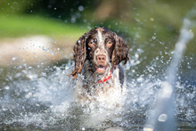 English Springer Spaniel Dog, Playing In The Water
