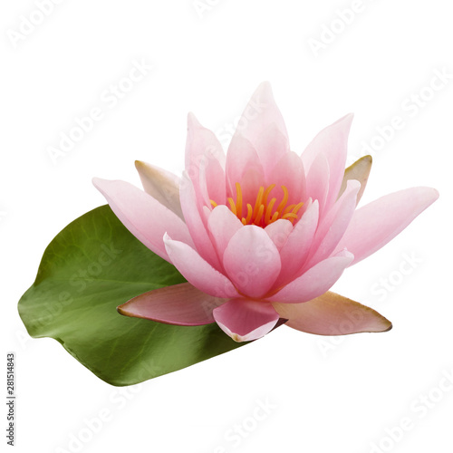 Photographie Pink lotus flower or water lily with green leaf isolated on white background