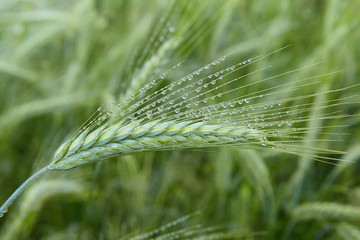 Green ears of barley with water drops after rain close up at agricultural field. Green ear of barley with dew drops