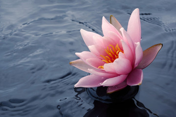 Wall Mural - Beautiful pink lotus or water lily flowers blooming on pond