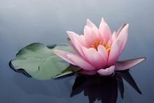 Beautiful Pink Lotus Or Water Lily Flowers Blooming On Pond