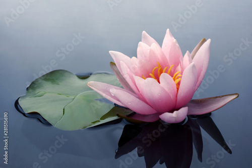 Fotomural Beautiful pink lotus or water lily flowers blooming on pond