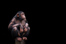 Chimpanzee Or Chimp Pan Troglodytes Isolated. Young Chimpanzee Alone Portrait, Sitting Crouching On Wood Piece With Crossed Legs Staring At Horizon In Pensive Manner On Dark Black Background.