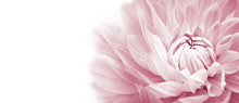 White And Pink Colourful Dahlia Flower Macro Photo With Light Pastel Colors In White Wide Banner Empty Background Panorama With Large Negative Space For Text And Design. High Key Photo.