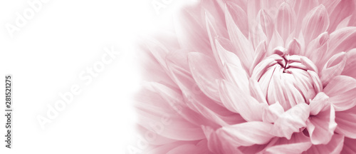 Fotomural White and pink colourful dahlia flower macro photo with light pastel colors in white wide banner empty background panorama with large negative space for text and design