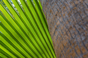 Palm tree leaf summer green nature abstract background