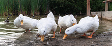 Large White Peking, Peking, Aylesbury, Broiler Ducks Four In A Row Feeding , Get Your Ducks In A Row