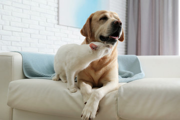 adorable dog and cat together on sofa indoors. friends forever