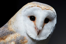 Close Up Of Barn Owl