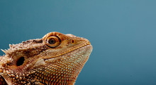 Close Up Of Bearded Dragon