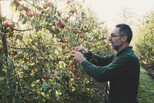Side View Of Man Picking Apples From Tree In Apple Orchard