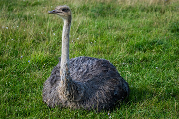 Ostrich. Photo of bird head and neck. Portrait of animal