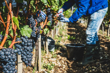 Man Harvesting Grapes In Vineyard