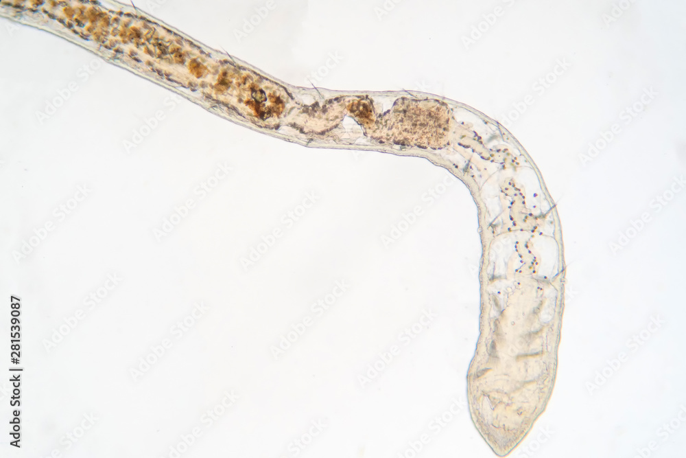Tubifex worm under microscope view for education. Stock Photo | Adobe Stock