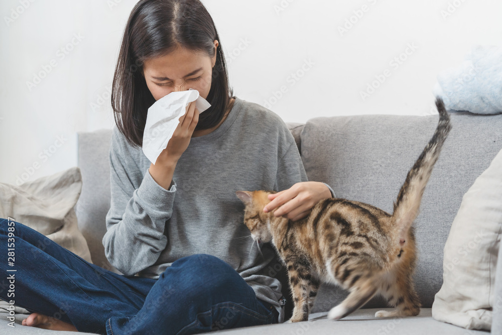 Diseases from pets concept. Woman is sneezing from fur allergy on the sofa and playing with her cat. - obrazy, fototapety, plakaty 