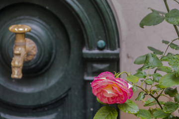 Rose bloomed in the inner court