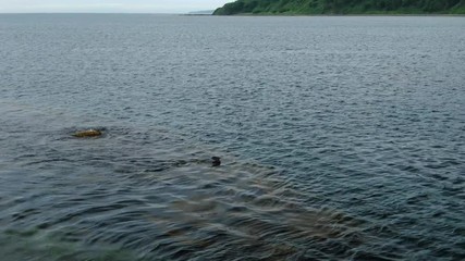 Wall Mural - Spotted seal Phoca largha, the larga seal in wildlife environment