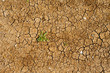 Dry ground with a weed growing
