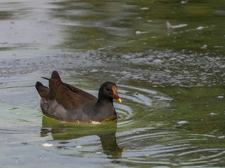 Wall Mural - Dusky Moorhen (Gallinula tenebrosa) race 