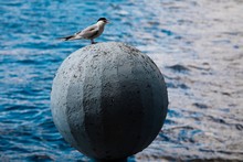 Gray Bird With Orange Beak Sitting On Big Ball