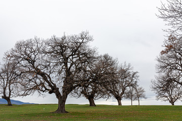 Trees on grass field