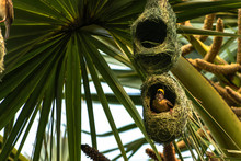 Nests Of A Baya Weaver Colony Suspended From A Palm Tree, India