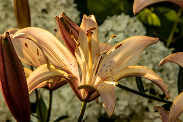 Lily flowers in the sunset light of the sun