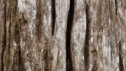 stone wood background, gray wooden background