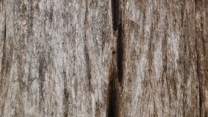 stone wood background, gray wooden background