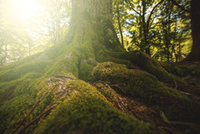 Tree Moss Roots And Sunshine In A Green Forest