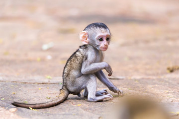 A little funny monkey is playing on the floor or on the tree