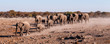 A herd of African Elephants -Loxodonta Africana- running towards a waterhole. Etosha National Park, Namibia.