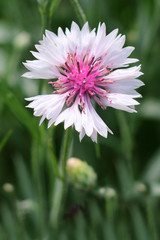 Cornflower blooming close - up view 