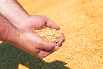 Male hands holding wheat grain.