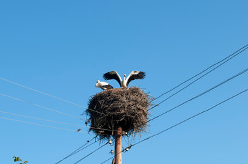 Stork birds on the nest on a beautiful day on the blue sky background