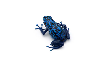 The blue poison dart frog isolated on white background