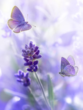 Close-up Lavender Flowers And Flying Butterflies