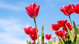 Fototapeta Maki - red tulips on background of blue sky