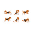 Beagle icon set. Different type of  beagle dog. Vector illustration for prints, clothing, packaging, stickers, stickers.