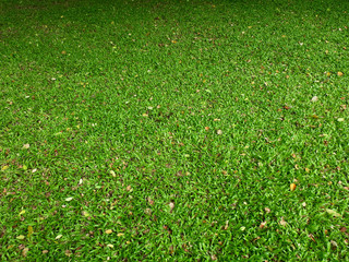 Sticker - green grass lawn with autumn leaf in garden