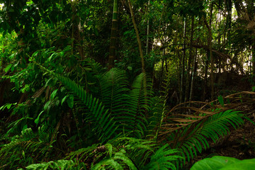  Lush green of fern foliage in tropical jungle of Thailand