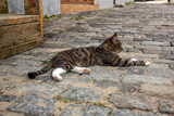 Fototapeta Kuchnia - A cat sleeping on the pavement. Sergiev Posad