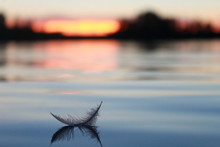 A Feather On The Lake